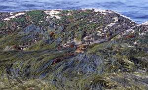 Himanthalia genus and Mytilus genus on the lower shore bedrock
